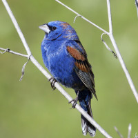 Blue Grosbeak